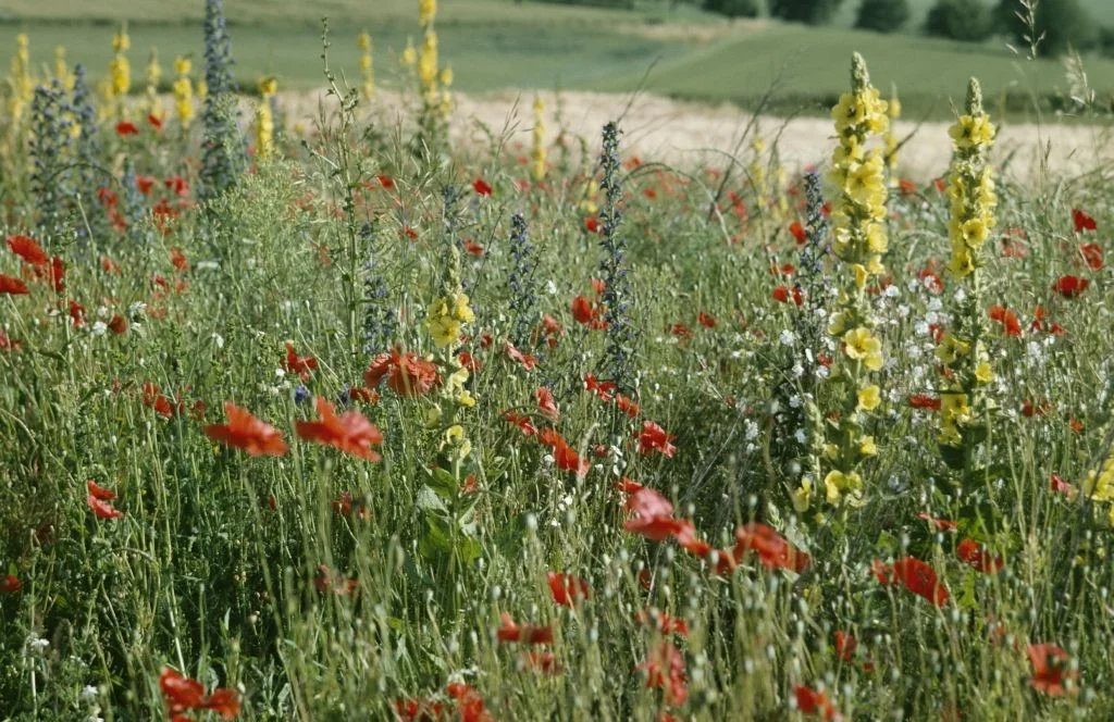 Buntbrache mit Mohn und Königskerzen