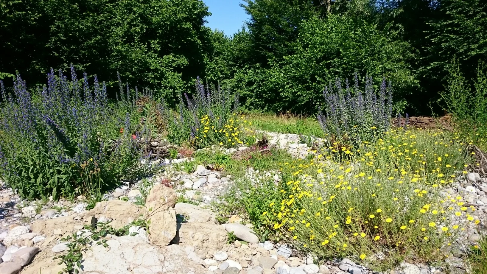 Farbige Wildblumen und Steine
